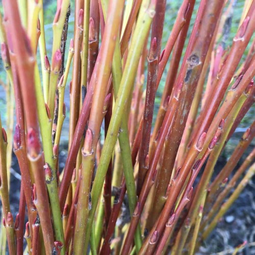 Salix Alba - White Willow Bareroot Hedging | ScotPlants Direct